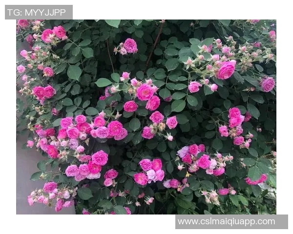 福法纳谈古斯托：我们关系密切他每天都在努力进步